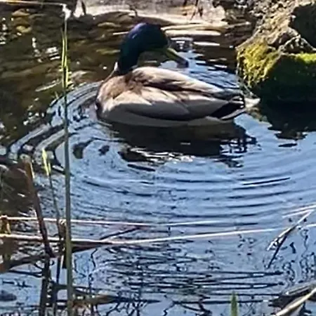 De Lux Nyíregyháza