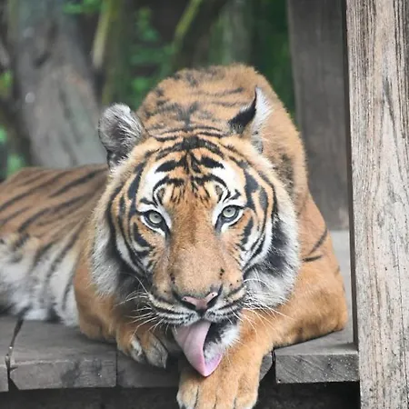 De Lux 公寓 Nyíregyháza