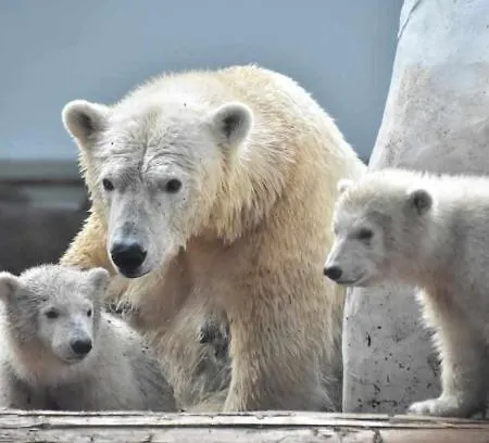 De Lux Nyíregyháza